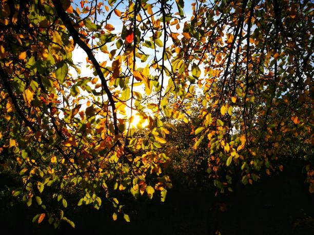 istock Colorful autumn nature scenery 866908788