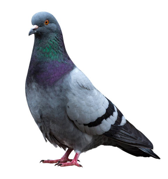 istock Dove pigeon bird, Dove isolated on white 866908942