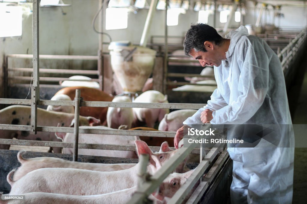 Docteur vétérinaire examinant des porcs dans une ferme porcine - Photo de Porc - Mammifère ongulé libre de droits
