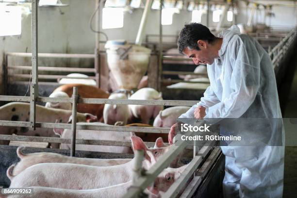 Photo libre de droit de Docteur Vétérinaire Examinant Des Porcs Dans Une Ferme Porcine banque d'images et plus d'images libres de droit de Porc - Mammifère ongulé