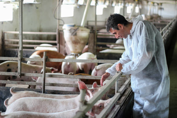 Veterinarian Doctor Examining Pigs at a Pig Farm Intensive pig farming. Veterinarian doctor wearing protective suit. pig stock pictures, royalty-free photos & images