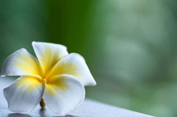 istock tropical background, vignette of fresh leaves. space for text 866909880