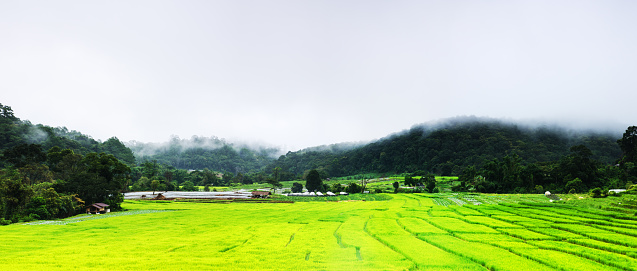 Panoramic views of rice paddy field in Mae Klang Luang Karen village in Chiangmai,  northern of Thailand