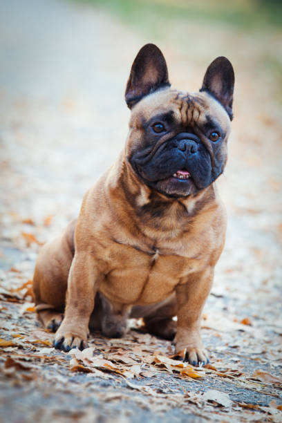 istock Dog sitting under falling autumn leaves in the park 866913998