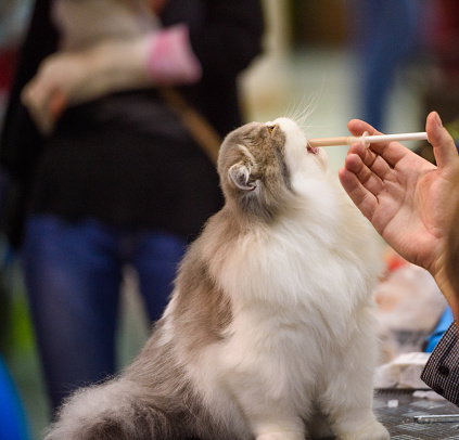 Beautiful Persian cat on the table being fed with injection