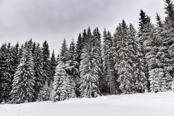 istock Winter trees in mountains covered with fresh snow 866917096