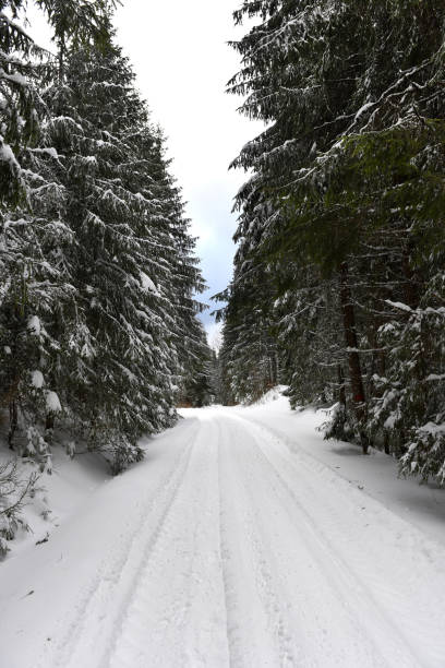 istock Winter landscape in the forest with snow covered trees 866917134