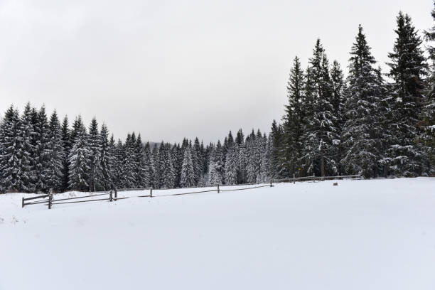 paysage d’hiver dans la forêt de neige couverte d’arbres - 16017 photos et images de collection