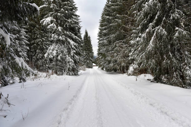 winterlandschaft im wald mit schnee bedeckt bäume - 16085 stock-fotos und bilder