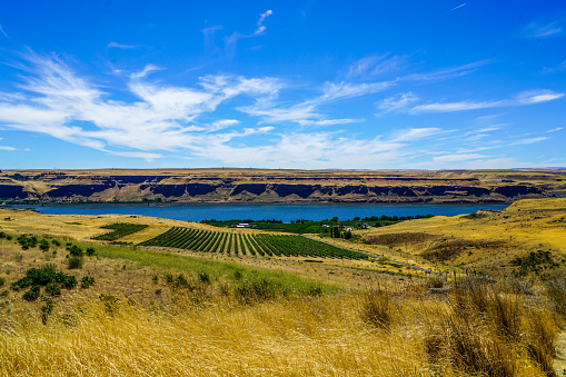 A beautiful vineyard on the Columbia River in southern Washington state.