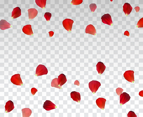 Set of Naturalistic Rose Petals on transparent background. Vector Illustration. EPS10