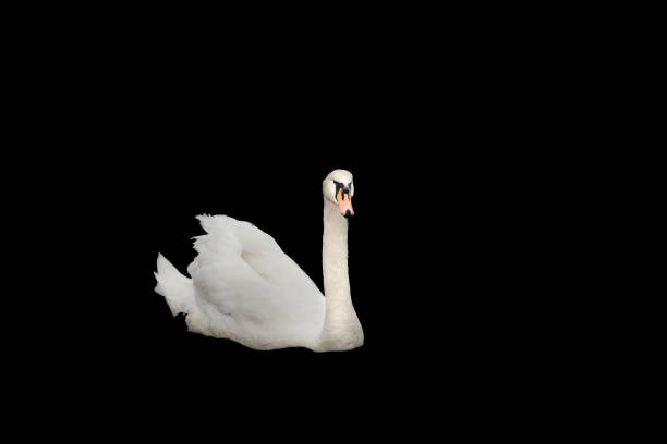 istock Beautiful White swan Isolated on black back ground 866920506