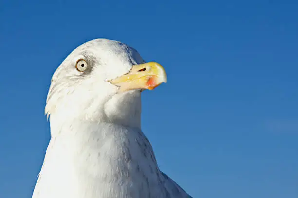 Seagull close up head shot