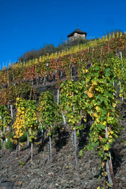 istock Vineyard in the Ahrvalley 866921516