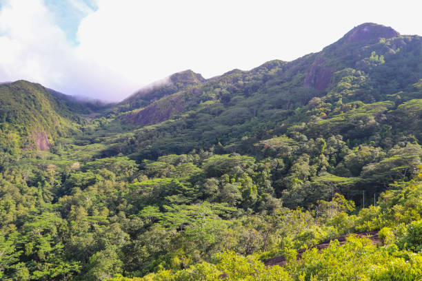 istock Seychelles nature. Mahe island. Dans Gallas trail 866921536