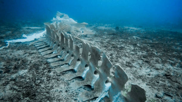 rare whale skeleton underwater - filter feeder imagens e fotografias de stock