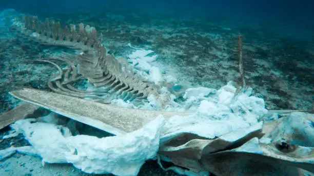 Photo of Rare Whale Skeleton Underwater