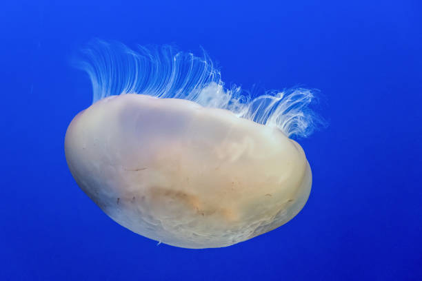 Jellyfish stock photo