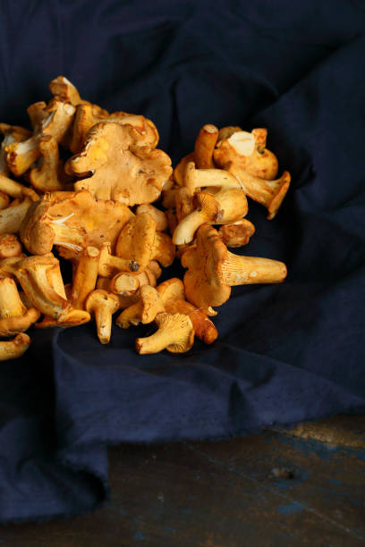 istock Forest chanterelles on dark blue, raw food 866932500