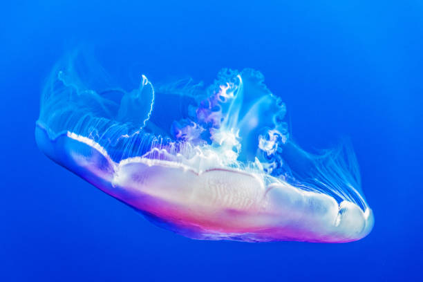 Jellyfish stock photo