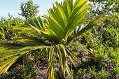 seychellen-natur-insel-mahe-dans-gallas-trail.jpg?b=1&s=170x170&k=20&c=CPNUaUJYzUTHZHk-1eZZ6hT4B4-jUBWBWoOZOu4cLoM=