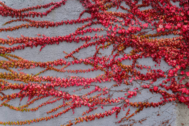 istock Red leaves are woven along the wall 866933630