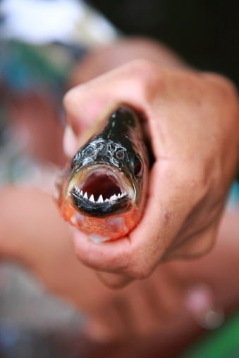 Sharp teeth Piranha from Amazon jungle river, Brazil