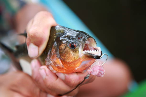 denti affilati piranha con esca dal fiume giungla amazzonica, brasile - piranha foto e immagini stock