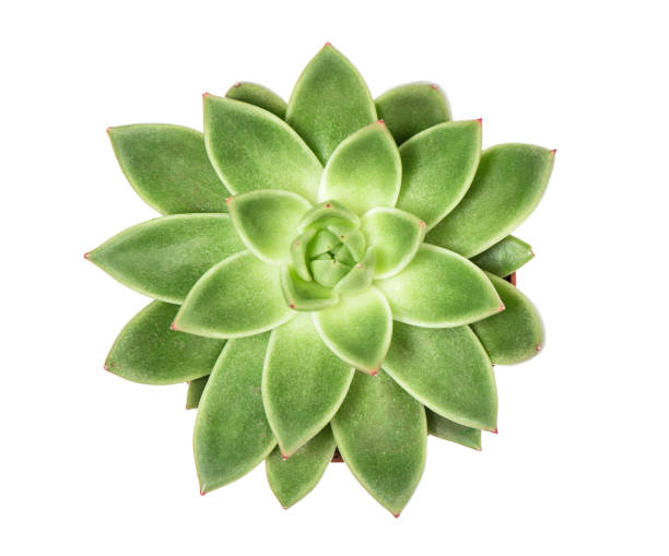 istock Succulent plant isolated white background Top view 866935918