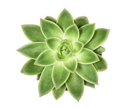 Succulent plant isolated white background Top view