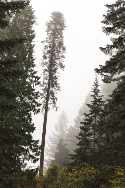 istock Tall Tree in Foggy Forest 866936752