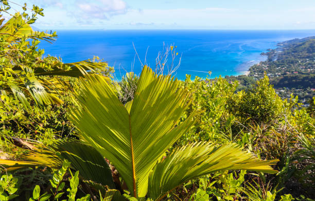 istock Seychelles nature. Mahe island. Dans Gallas trail 866936866