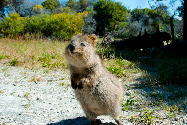 Quokka - Rottnest Island Quokka - Rottnest Island - Australia rottnest island photos stock pictures, royalty-free photos & images