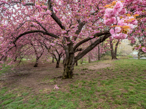 istock Central Park, New York City spring 866941336