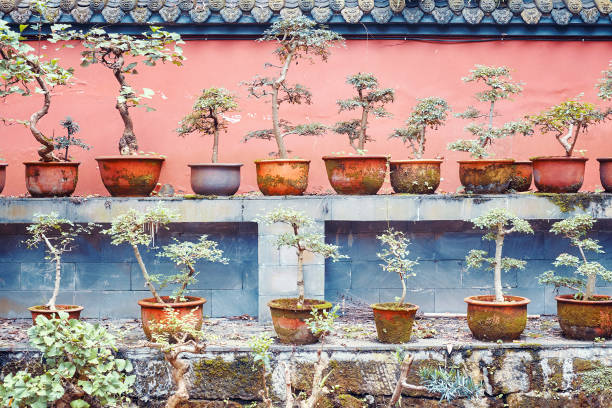 istock Rows of bonsai trees, color toning applied 866944370