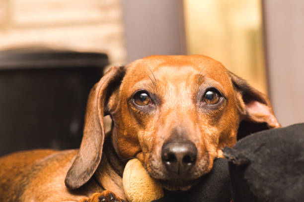 istock Cute Adult Dachshund 866944424