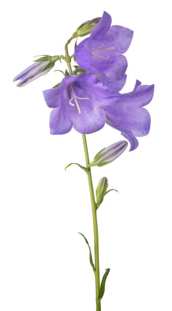 istock three bellflower violet large blooms on stem 866944482