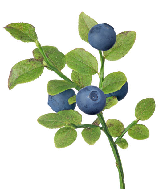 istock blueberry four dark berries small branch 866944496