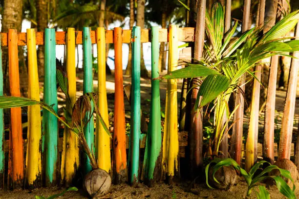 Photo of Coconut seedlings with colourful coconut fern fence