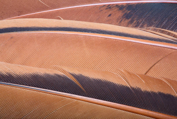 istock background from brown and black rooster feathers 866944666