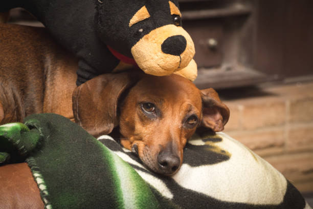 istock Dachshund Laying with Stuffed Toy 866944696