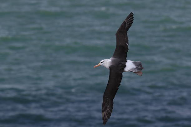 istock Black-browed Albatros ( Thalassarche melanophris ) or Mollymawk Helgoland Island Germany 866947648