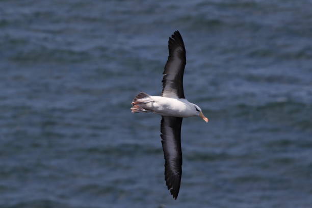 istock Black-browed Albatros ( Thalassarche melanophris ) or Mollymawk Helgoland Island Germany 866947804