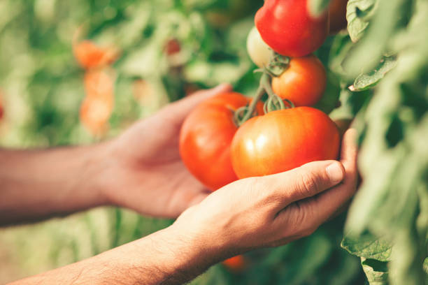 Closeup of farmer hands holding tomatoes stock photo