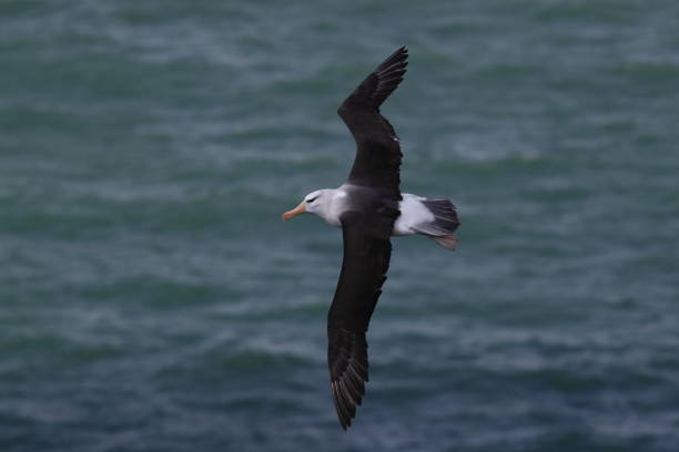istock Black-browed Albatros ( Thalassarche melanophris ) or Mollymawk Helgoland Island Germany 866948068