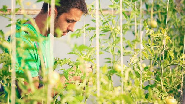 istock Young farmer in the green house 866948140