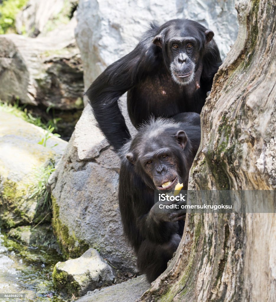 Two chimpanzee are sitting behind a tree Two chimpanzee are sitting behind a tree and looking at camera. Banana Stock Photo