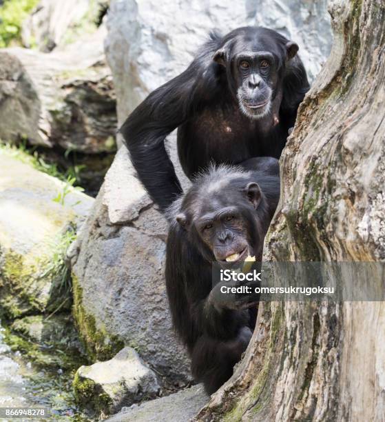 Two Chimpanzee Are Sitting Behind A Tree Stock Photo - Download Image Now - Banana, Chimpanzee, Ape