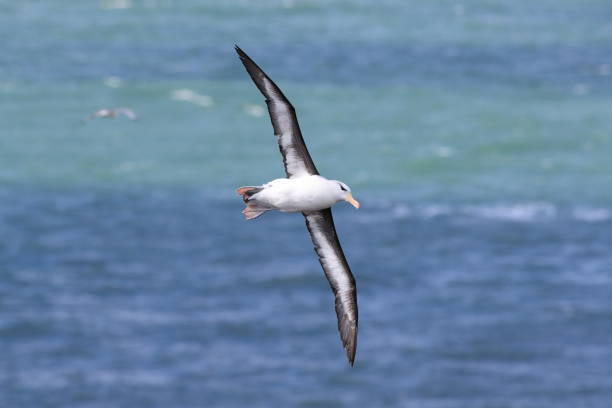 istock Black-browed Albatros ( Thalassarche melanophris ) or Mollymawk Helgoland Island Germany 866950630