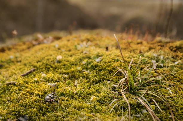 Beautiful golden, spring moss with foliage and small cones on the trees in the forest. Large